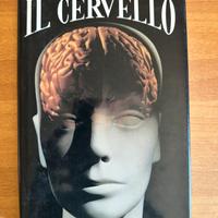 Il cervello