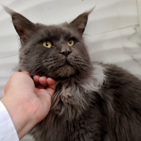 Maine coon maschio per accoppiamento