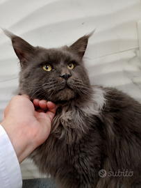 Maine coon maschio per accoppiamento