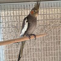 Coppie pappagalli calopsite