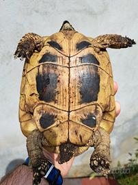 Tartaruga Hermanni