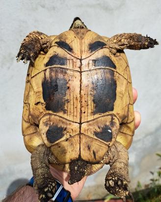 Tartaruga Hermanni