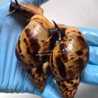 Chiocciole giganti africane