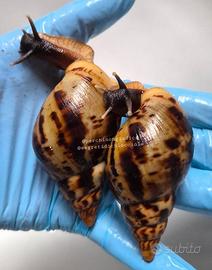 Chiocciole giganti africane