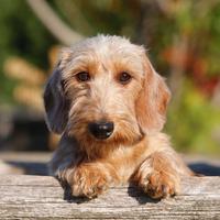 Cuccioli di bassotto a pelo duro FOGLIA SECCA