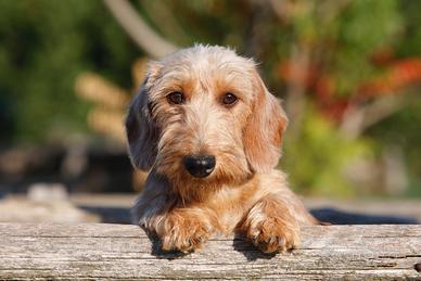 Cuccioli di bassotto a pelo duro FOGLIA SECCA