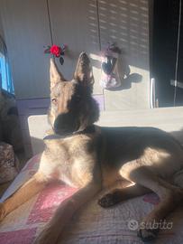 Mix pastore belga e tedesco