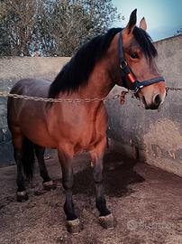 Cavallo Puledro Tpr