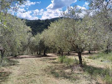 Terreno Spello - Uliveto