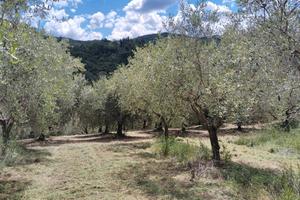 Terreno Spello - Uliveto