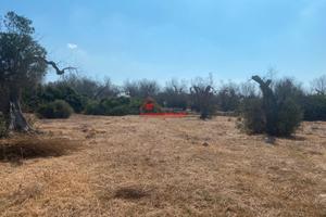 Terreno agricolo con pajara ad Ugento