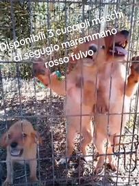 Segugio maremmano