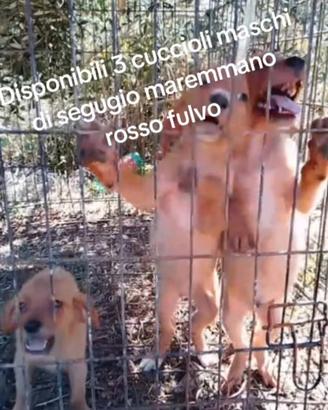 Segugio maremmano