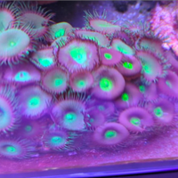 Coralli in splendida salute