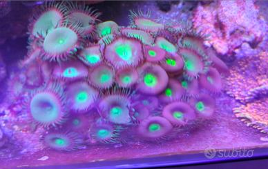 Coralli in splendida salute