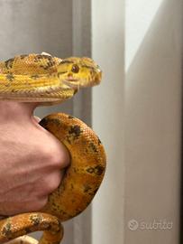 Corallus hortulanus boa arboricolo