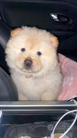 Cuccioli di chow chow maschi femmine