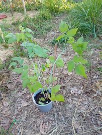 Piante di lampone nero