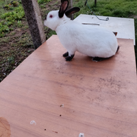 Coniglio di razza california (maschio)