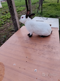 Coniglio di razza california (maschio)