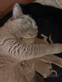 Cuccioli British Shorthair senza pedigree