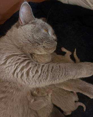 Cuccioli British Shorthair senza pedigree