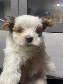 Yorkshire golddust e bluberry con pedigree