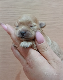 Cuccioli maltipoo