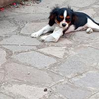 Cane cavalier king