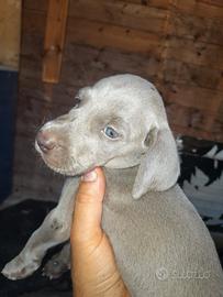 Cuccioli di weimaraner