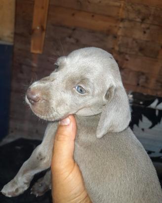 Cuccioli di weimaraner