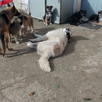 Cuccioli incrocio pastore tedesco - maremmano