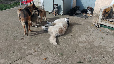 Cuccioli incrocio pastore tedesco - maremmano