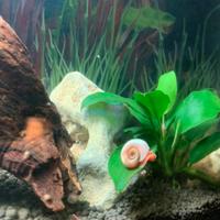 Lumache Planorbarius Rosa