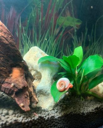 Lumache Planorbarius Rosa