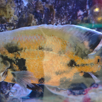 Ciclidi Oscar Astronotus ocellatus