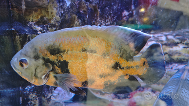 Ciclidi Oscar Astronotus ocellatus
