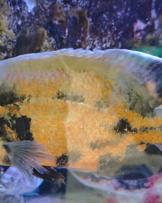 Ciclidi Oscar Astronotus ocellatus