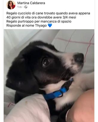 Cucciolo di Cane