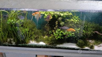 Acquario 300 Litri Completo + Mobile