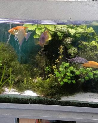 Acquario 300 Litri Completo + Mobile