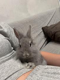 Splendido Coniglietto Nano Grigio