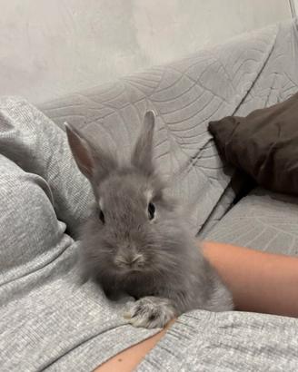Splendido Coniglietto Nano Grigio