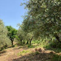 Terreno edificabile con piante di ulivo e rustico