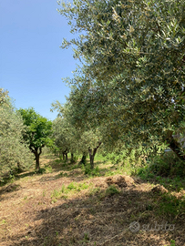 Terreno edificabile con piante di ulivo e rustico
