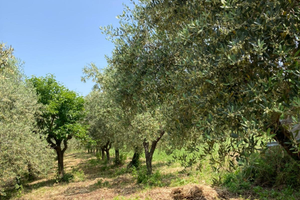 Terreno edificabile con piante di ulivo e rustico