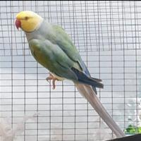 Parrocchetti dal collare