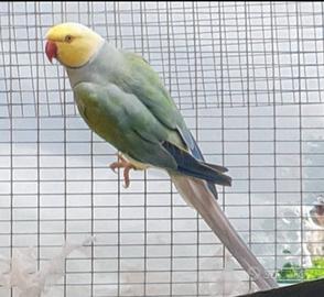 Parrocchetti dal collare