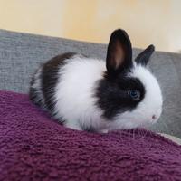 5 Adorabili coniglietti nani da adottare