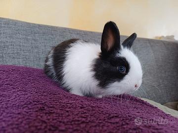 5 Adorabili coniglietti nani da adottare